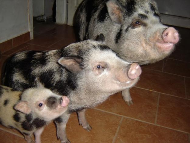 mini porc.jpg1 - american pigs porc de miniatura
