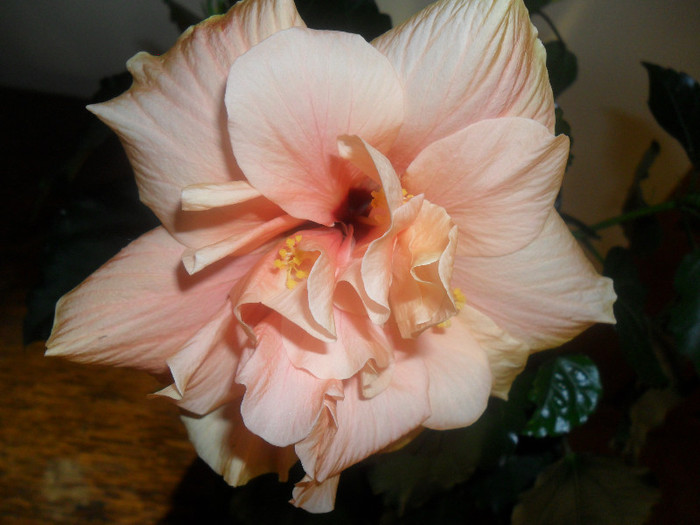 Hibiscus Clasic  Apricot