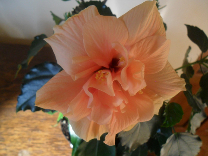 Hibiscus Clasic Apricot - Hibiscus 2012-1