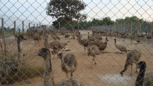 crescator de emu - VAND STRUTI emu auri