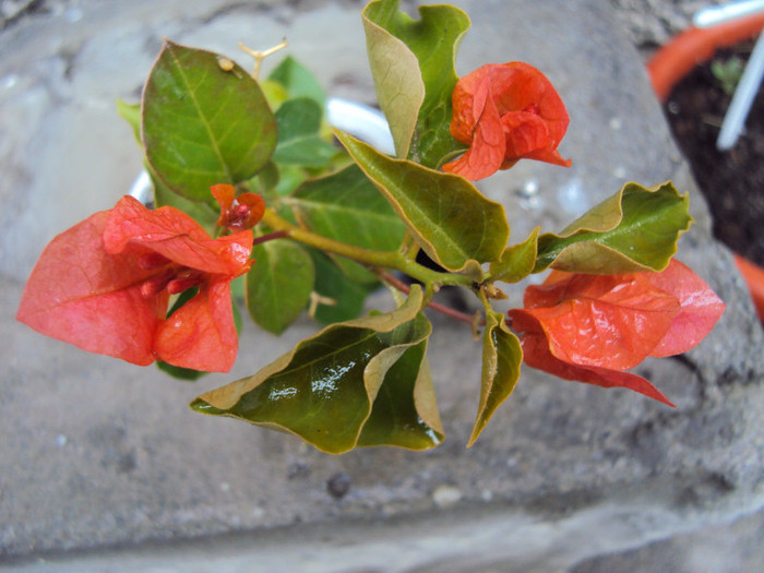 DSC05896 - Bougainvillea- un nou sezon