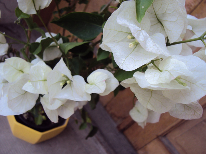 DSC05892 - Bougainvillea- un nou sezon