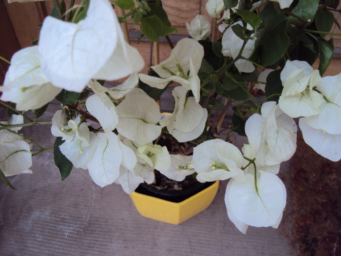DSC05893 - Bougainvillea- un nou sezon
