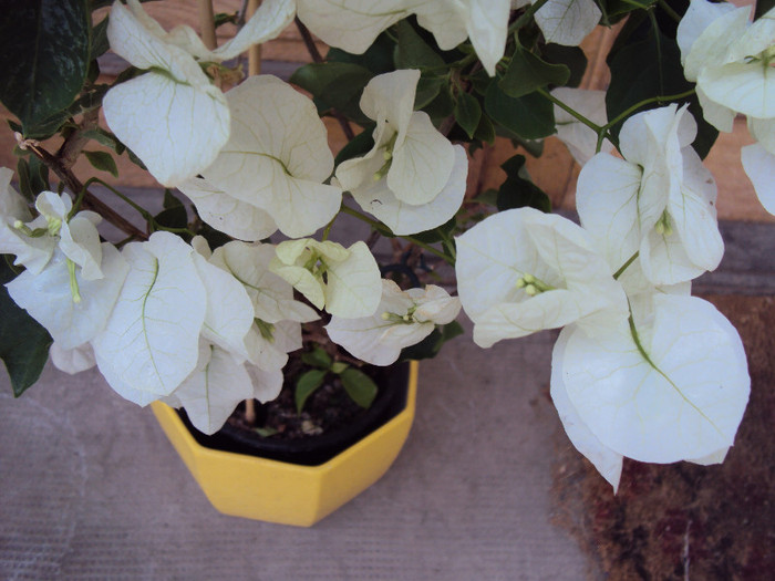 DSC05894 - Bougainvillea- un nou sezon