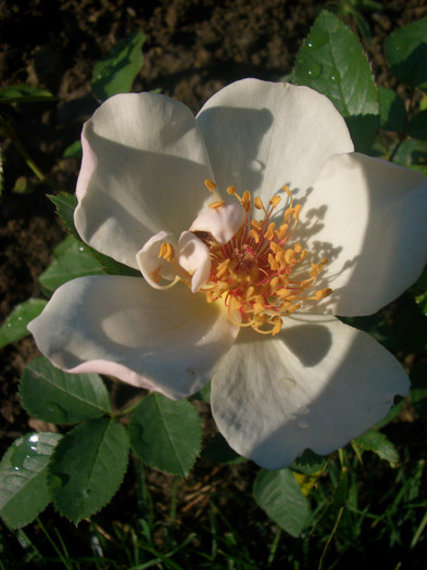 Jacqueline du Pré • HARwanna (Shrub - Harkness, 1988).