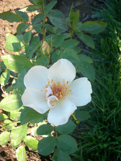 CIMG5349