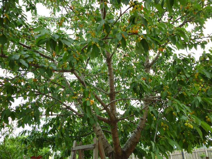 P1000641