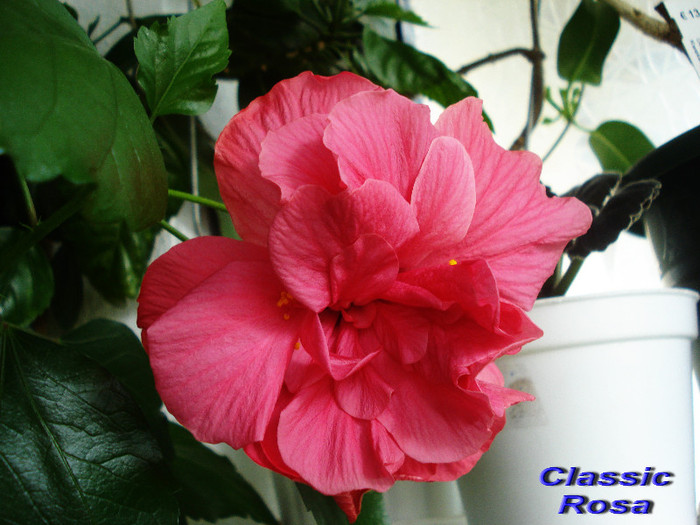 Classic Rosa (29-05-2012)