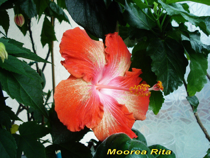 Moorea Rita (20-05-2012) - Hibiscusi 2012