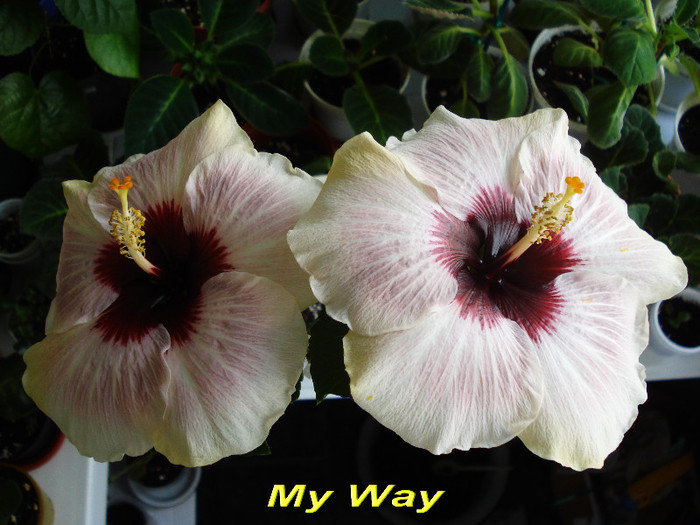 My Way (4-05-2012) - Hibiscusi 2012