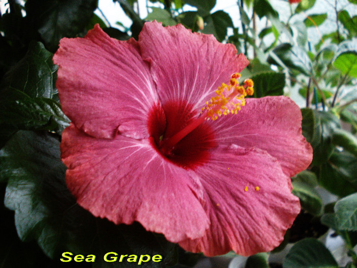Sea Grape (31-05-2012) - Hibiscusi 2012