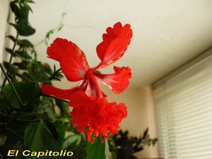 El Capitolio (5-05-2012) - Hibiscusi 2012