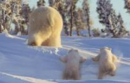 IYTDZDXPRORHGPPOXIW - animalute