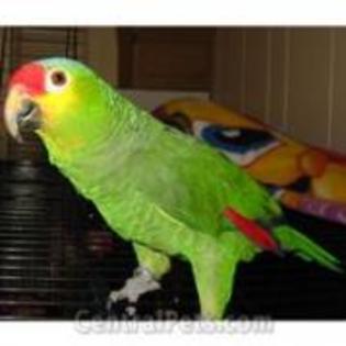 JOMFUSNAJCQFOHEQBSS - animalute