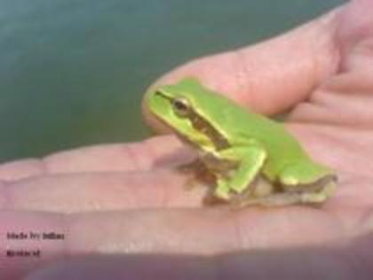 MCXETCXRZLHRONSOYHJ - animalute