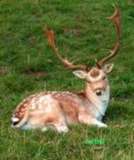 OZFGQDHNNNBNIZQWCBM - animalute