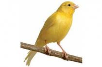 QJBEJMMWIRZGPCJFBIW - animalute