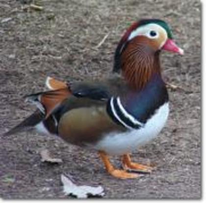 VCTCNAKQFJDSHYRFHHY - animalute