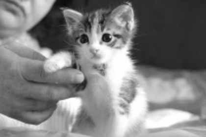 2aa2731680a84aafb9e4ab1356788d22_4fac614e69d8d_c - animalute
