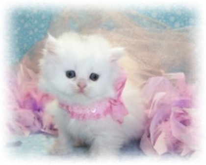 2c3fffb444164d26bfa951e631c84a9e_4fac59ded0189_c - animalute