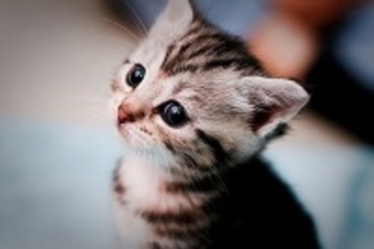 8a1276e7de3e4df7a8b9db1489926d05_4fac604f351f8_c - animalute