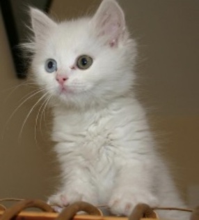 81da34ca4124435e95ea264f7e2a7e76_4fac616a184f9_c - animalute