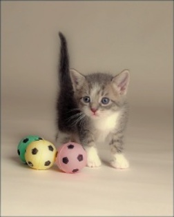 88ba584fb45f4ed0a2cb95459f8049ee_4fac61667a731_c - animalute