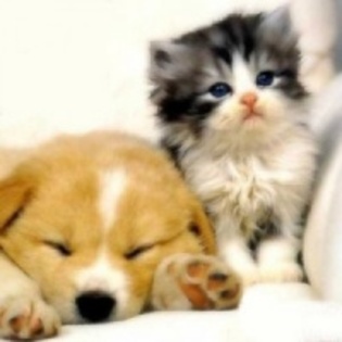 94a5008adf83471a85d966779a7c2a01_4fa02e3fdafcc_c - animalute