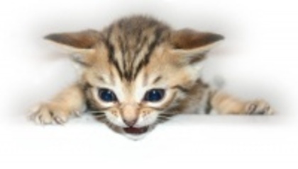 282e987a1c9c4698bfd7ab9fb4b4d5b1_4fac5551b1915_c - animalute