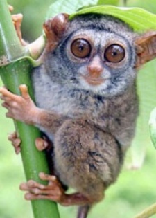 0498b0ac9f1443688ed5214c3ee1194c_4fad71459077d_c - animalute