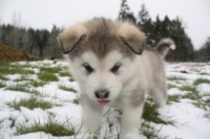 826adc71605f46c39fd2c15ee6accf71_4f98660458709_c - animalute