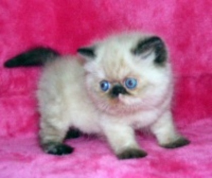 2103c571af3440eb86526cef52313f1d_4fac4e9f0f3f1_c - animalute