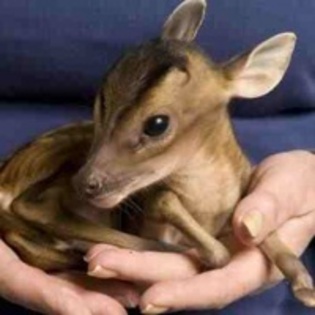 6741a0cc34124a568da77e0e12dc44d4_4fad6d4c82764_c - animalute