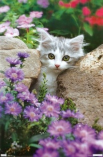 41333f1a598c4550bbad249891371110_4fac5212798de_c - animalute