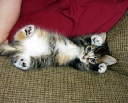 729312cf3e1e404ea2444fdab7f9e4ca_4fac5df247167_c - animalute