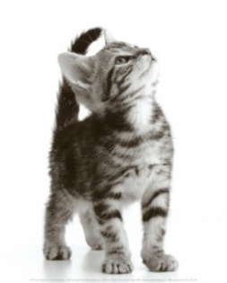 98609952770142fcb533358915164849_4fac521a60f10_c - animalute