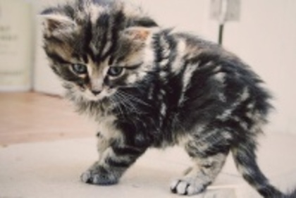 ac4c1c98d8f74524a377a9fafaf3217a_4fac605825070_c - animalute