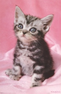 bbba890e91a146a4bbdaa14148af154d_4fac520ed8eea_c - animalute