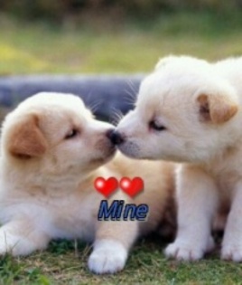 e87c3aeb4e974666880c9abafbc15960_4fa60643b6bfe_c - animalute