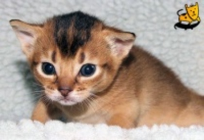 e97623c8931d4b808fd1c99655e3716f_4fac533686d55_c - animalute