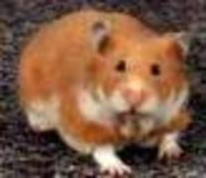 13279928_IKVOKENRI - Hamsteri