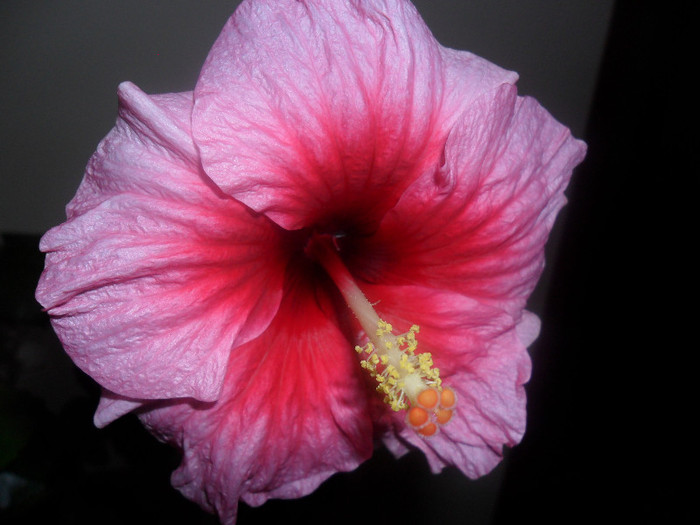 Hibiscus Yoder Camelia - Hibiscus 2012-1