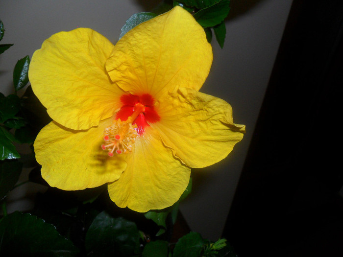 Hibiscus Cairo Yelow - Hibiscus 2012-1