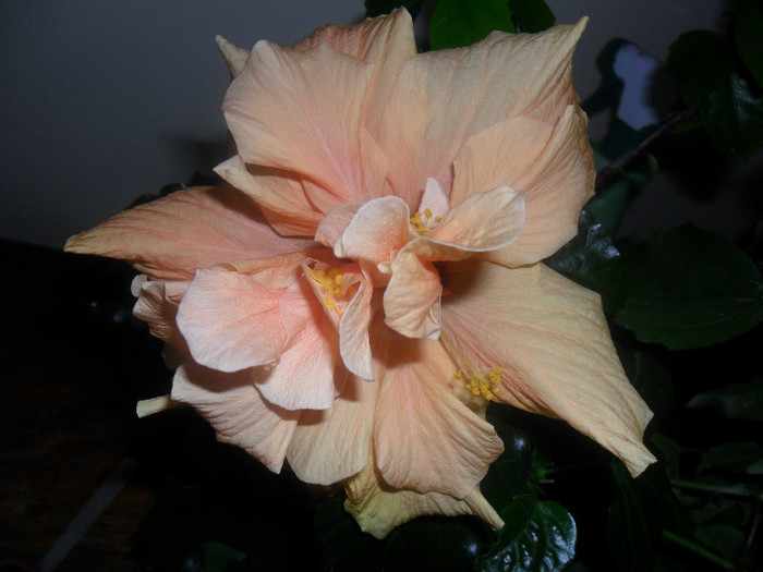 Clasic Apricot - Hibiscus 2012-1