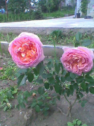 Imag0345 - Abraham Darby