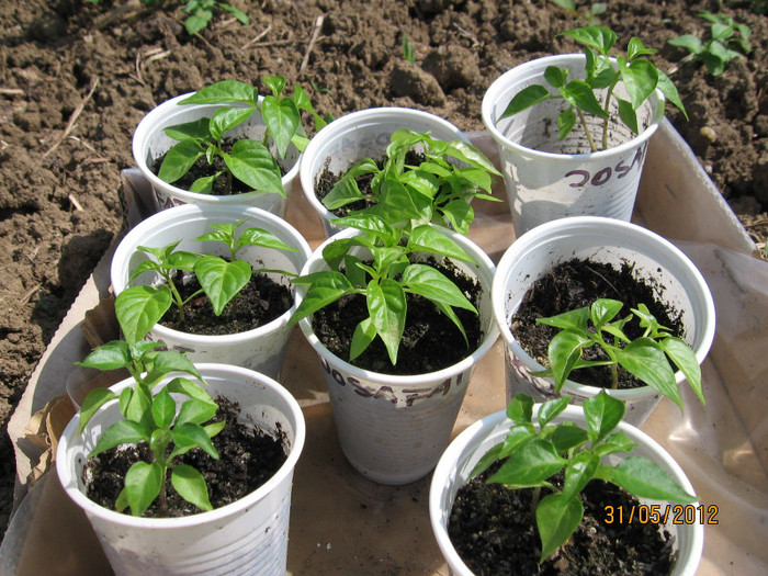 Picture 080; Plante din plicul de habanero din Mexic
