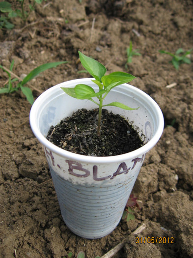 Picture 082; Habanero blanco  - seminte cumparate pe net
