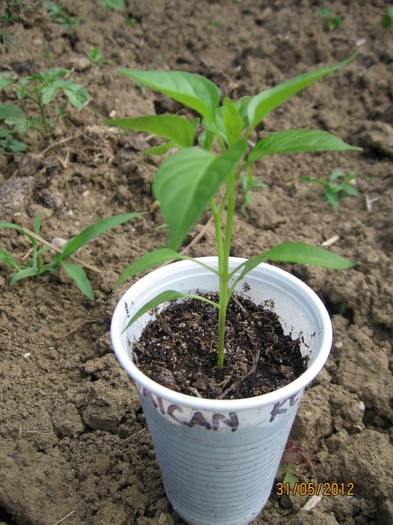 Picture 083; Jamaican red - seminte cumparate pe net
