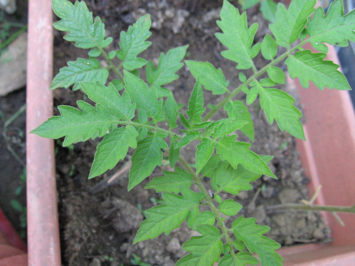 Picture 088; PLanta primita - se presupune ca va face rosii micute, galbene, forma de para
