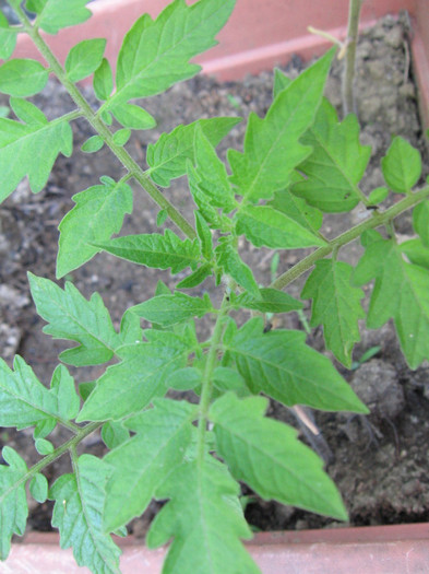 Picture 089; PLanta primita - se presupune ca va face rosii micute, galbene, forma de para
